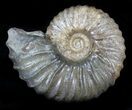 Acanthohoplites Ammonite Fossil - Caucasus, Russia #29657-1